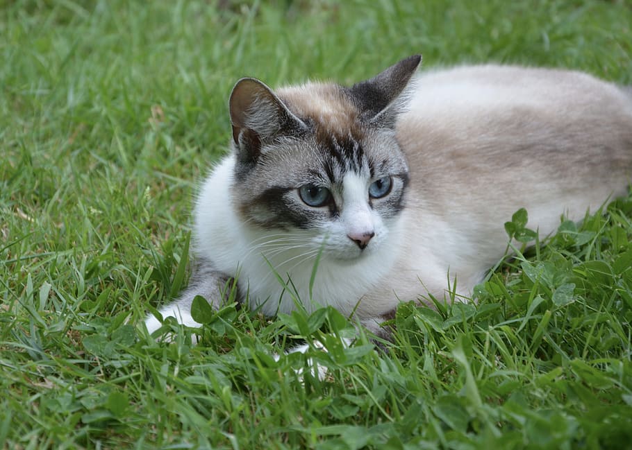 brown and white cat laying down on green grass, Blue Eyes, Feline