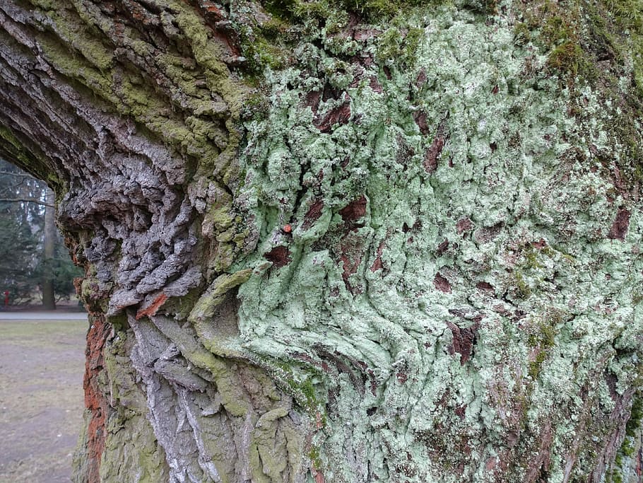 Bark, Tree, Invoice, Moss, the bark, tree trunk, day, outdoors HD wallpaper