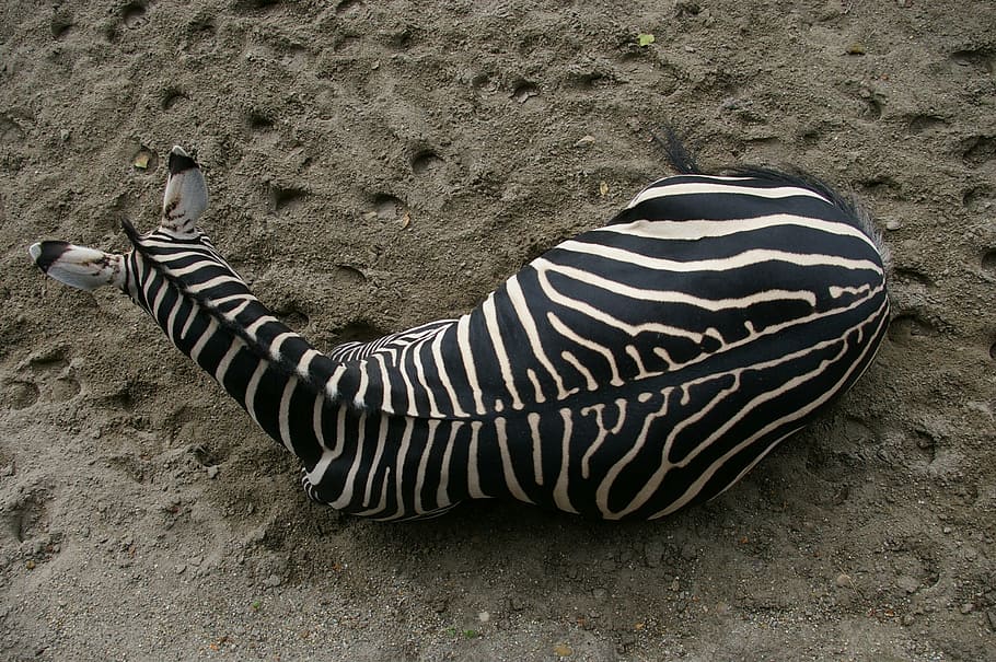 zebra, zoo, budapest, animal, animal themes, animal wildlife HD wallpaper