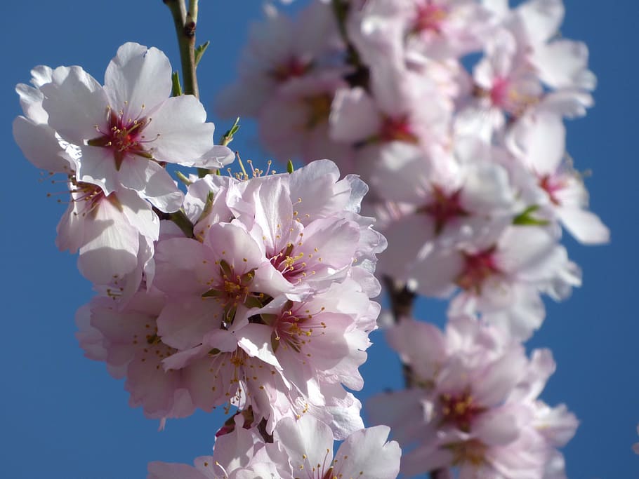 almond tree in blossom, flowery branch, flowers, florir, sky, HD wallpaper