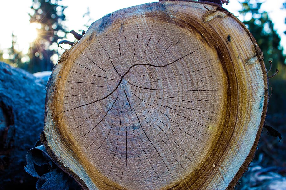 wood, log, tree, bark, tribe, nature, structure, tree bark HD wallpaper