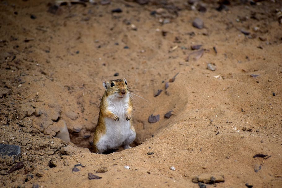 shallow focus photography of brown squirrel, desert, animal HD wallpaper