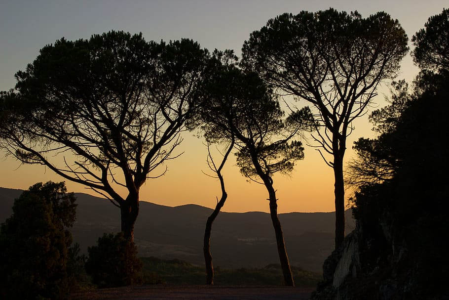 green leafed tree during daytime, abendstimmung, trees, shadow HD wallpaper
