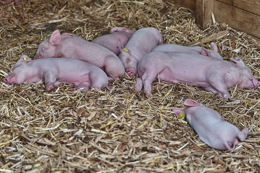 pig, launchy, suckle, piglet, funny, young animals, wildlife photography HD wallpaper