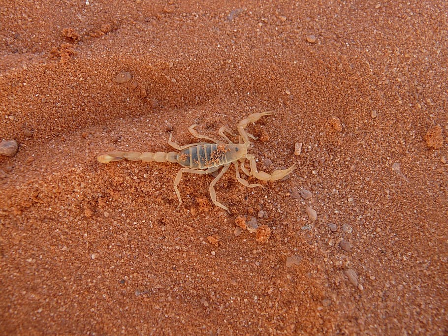 scorpio, gift, toxic, sting, animal, creature, animal themes HD wallpaper