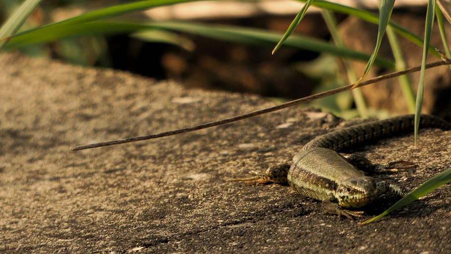 lizard, spring, stone, train, gleise, animals, reptile, grass HD wallpaper