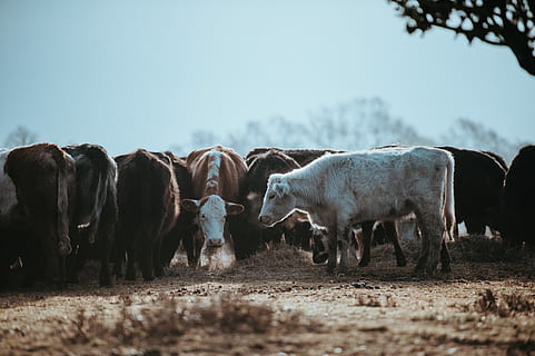 Cows grazing on a winters morning, group of cow near tree, herd HD wallpaper