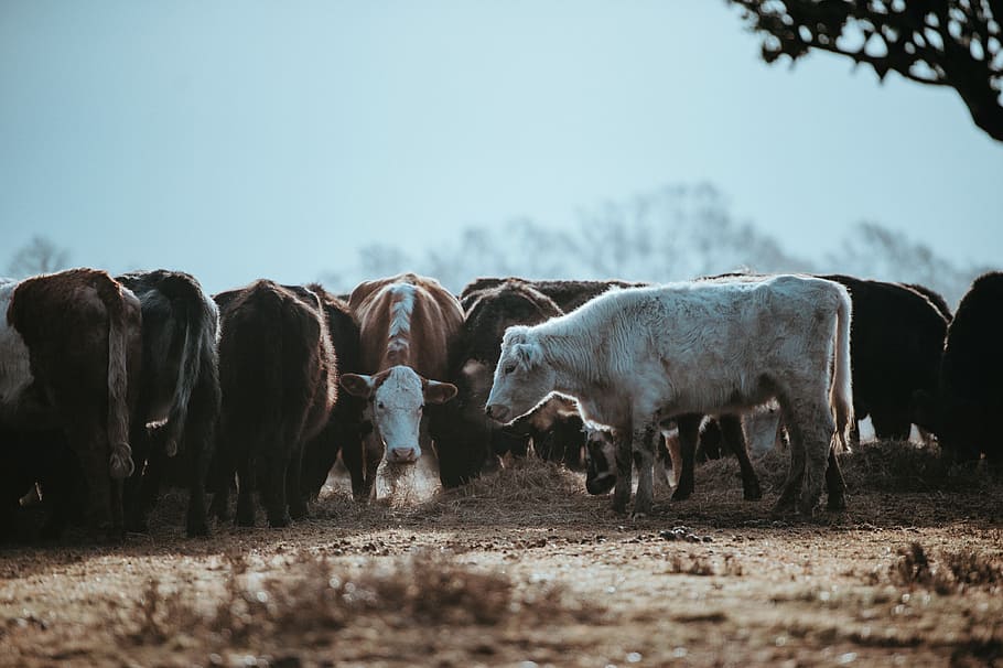 Cows grazing on a winters morning, group of cow near tree, herd HD wallpaper