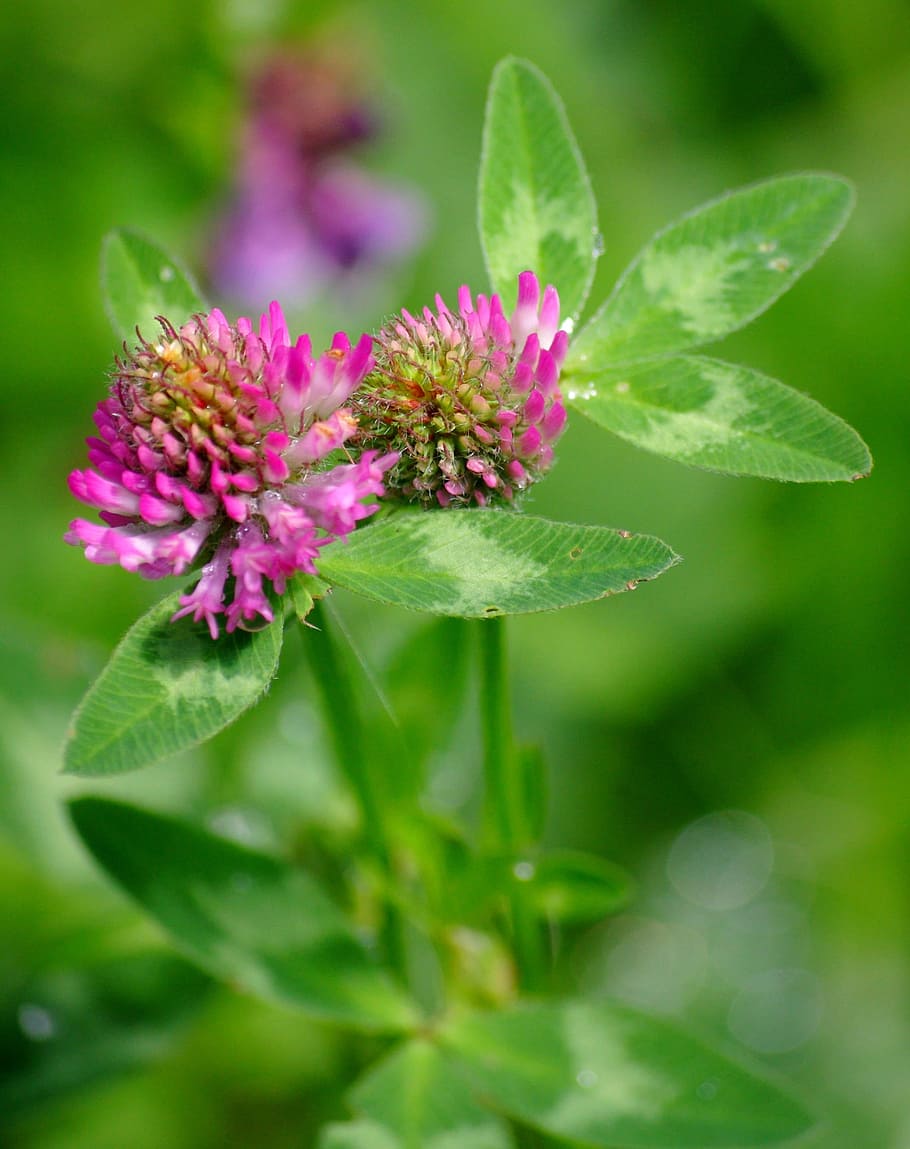Clover, Flowers, Field, purple, pink color, plant, leaf, nature HD wallpaper