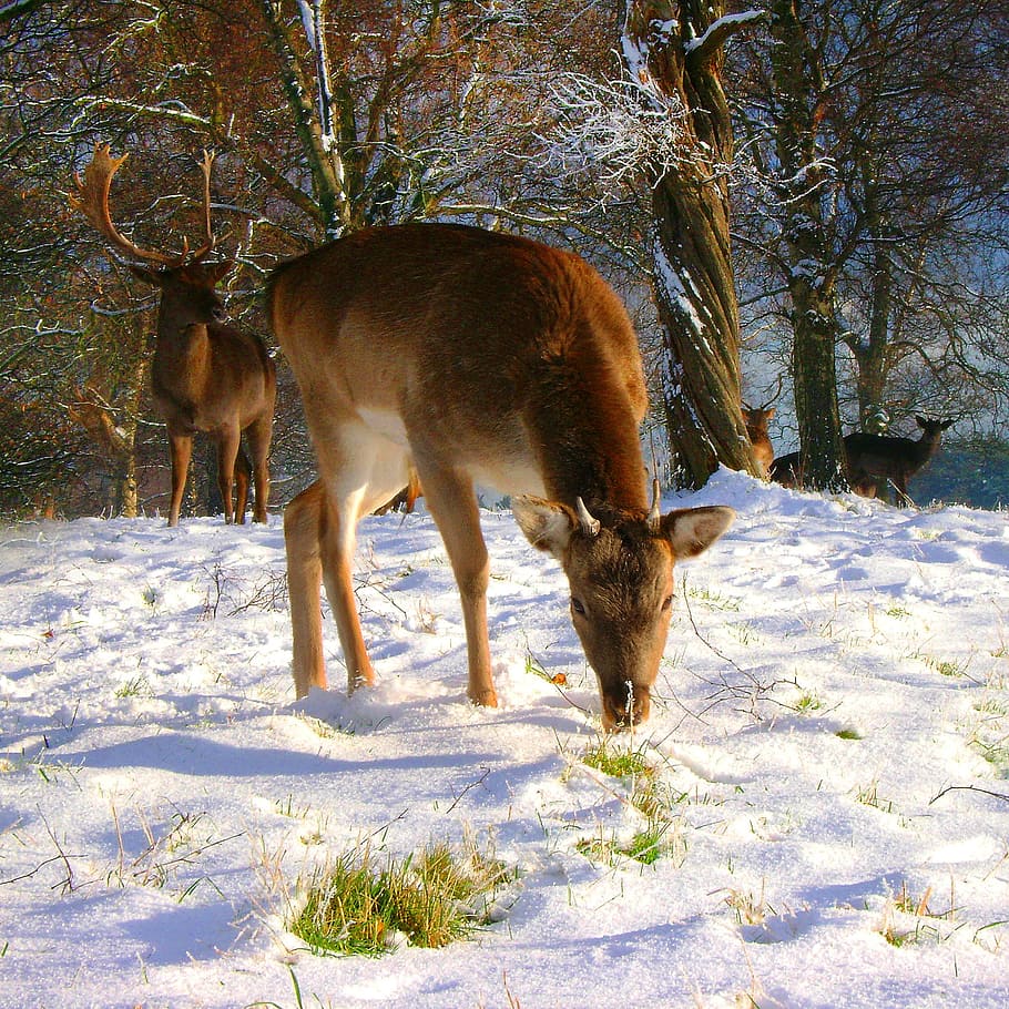 fallow, buck, winter, deer, snow, cold temperature, mammal HD wallpaper