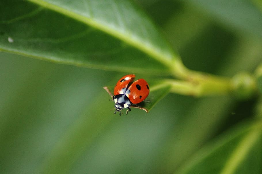 ladybug on green leaf, Coccinellidae, Beetle, Insect, red, points HD wallpaper