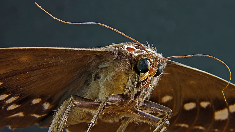 moth, butterfly, portrait, animal themes, one animal, animal wildlife HD wallpaper