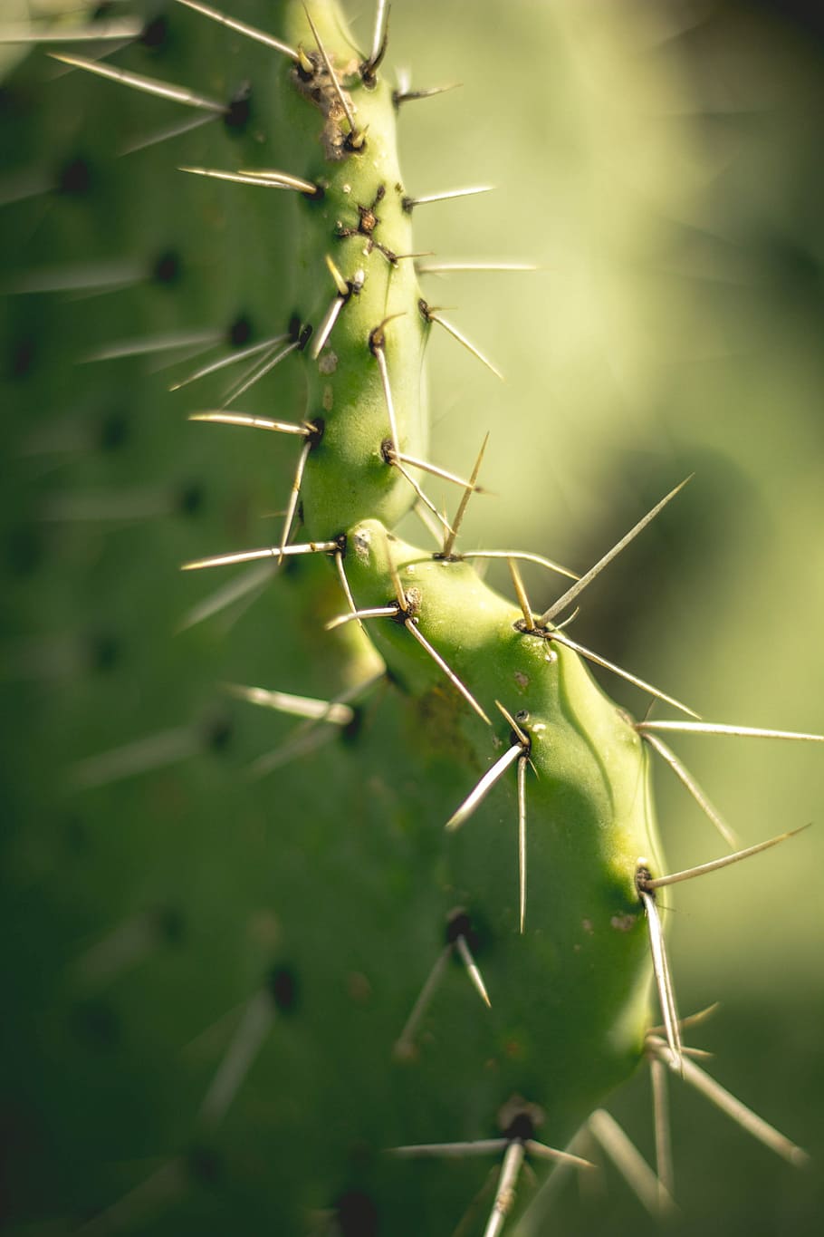 closeup photography of cactus, green cactus, spike, sharp, macro HD wallpaper