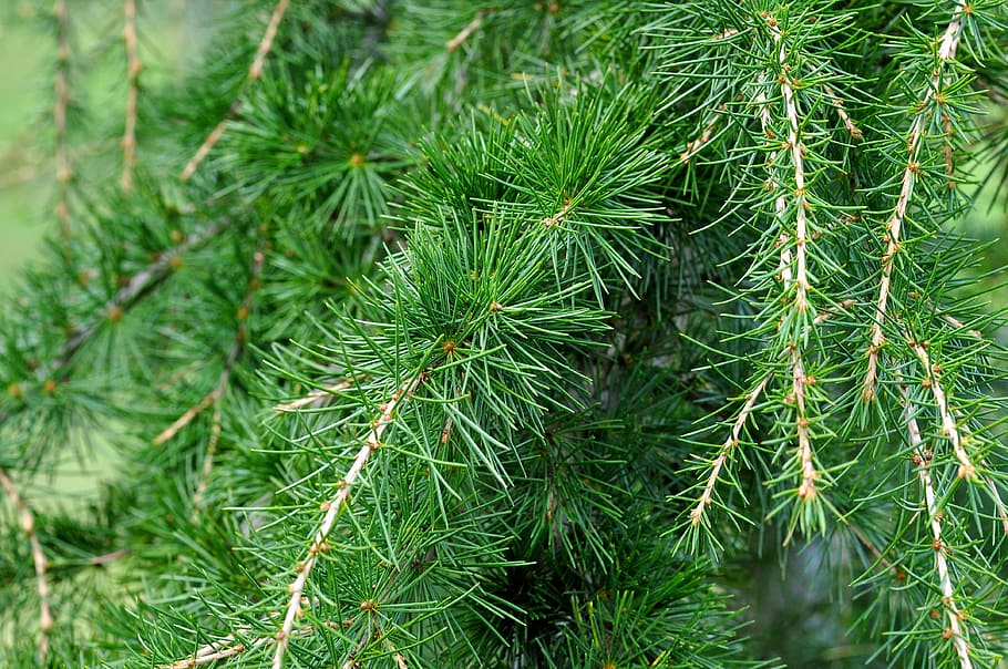 green pine tree, cedar, cedar branch, needle, conifer, plant HD wallpaper
