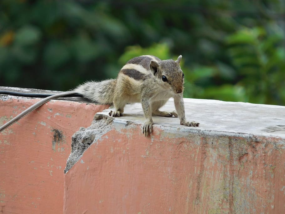 nature, squirrel, animal, cute, small, outdoor, furry, creature HD wallpaper