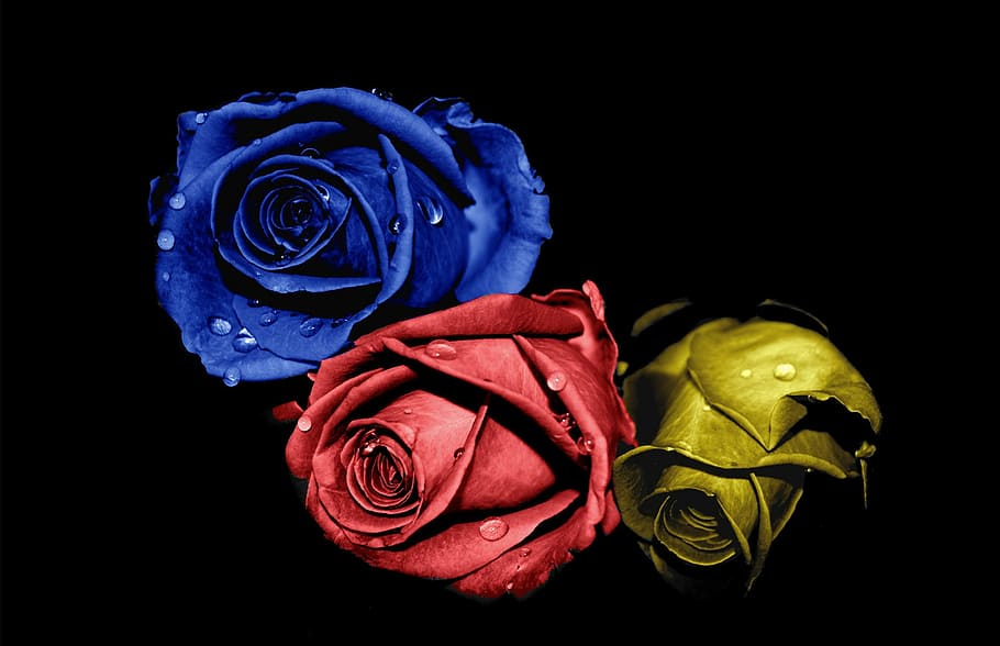 rose, desktop, flower, romantic, petal, bouquet, rose - flower HD wallpaper