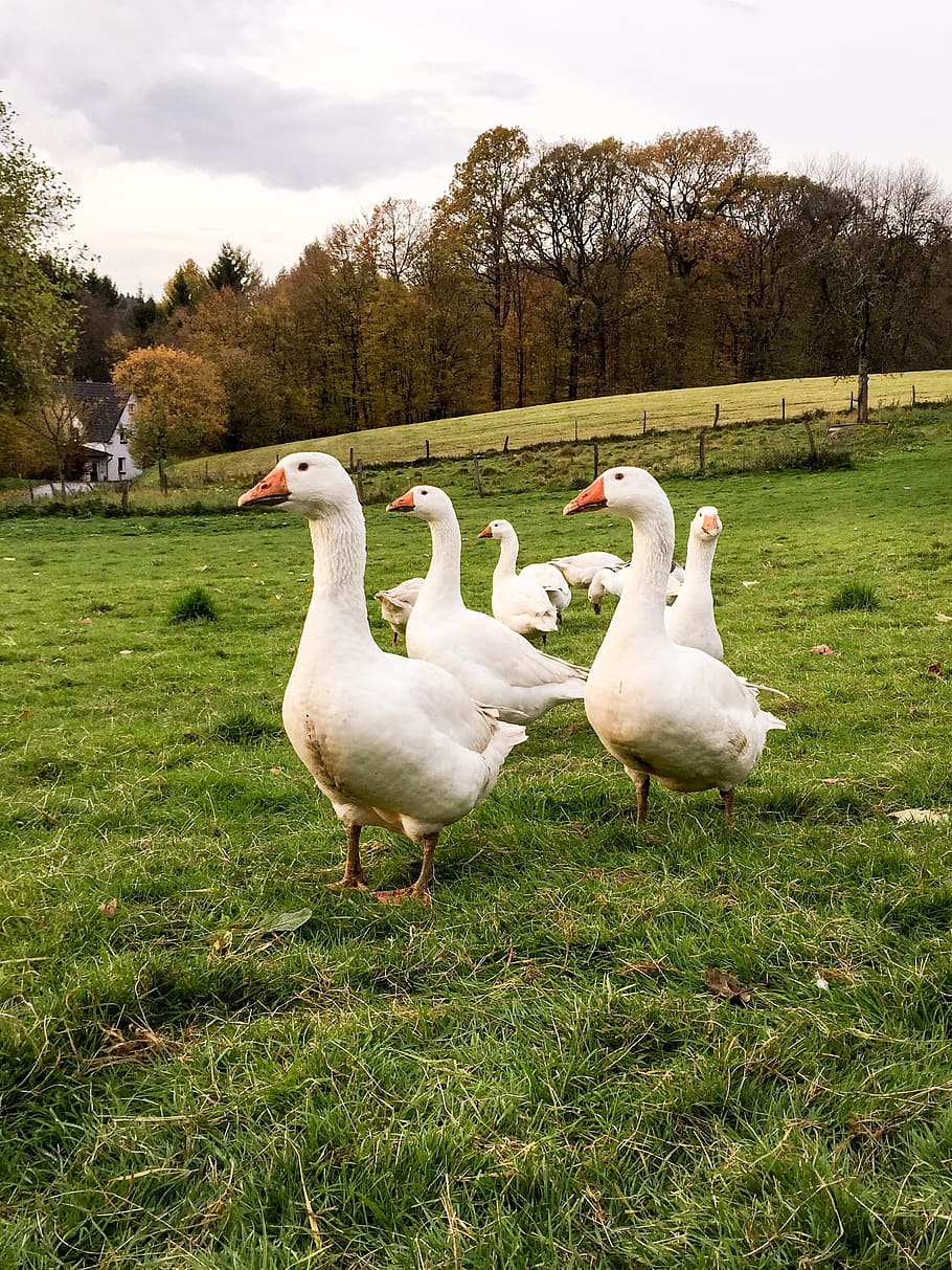 goose, grass, nature, bird, farm, in the, animal, vertebrate HD wallpaper