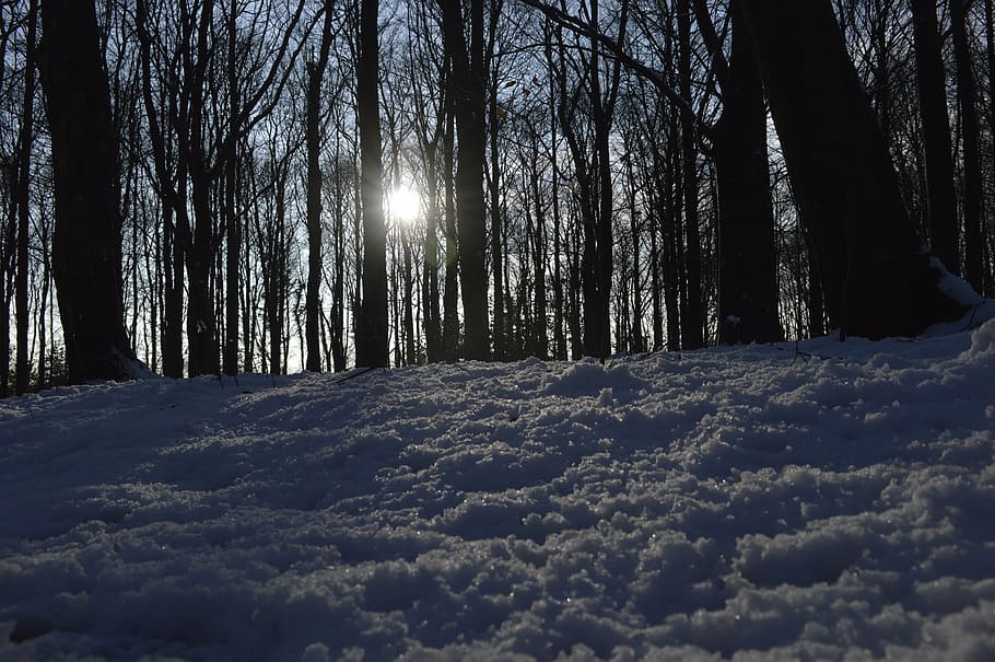 snow, forest, sun, winter, christmas, season, tree, cold, white HD wallpaper