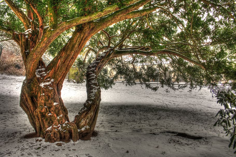 tree, winter, landscape, nature, green, plant, beach, tranquility HD wallpaper