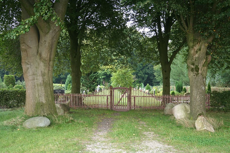cemetery, goal, input, away, death, mourning, tree, plant, tree trunk HD wallpaper