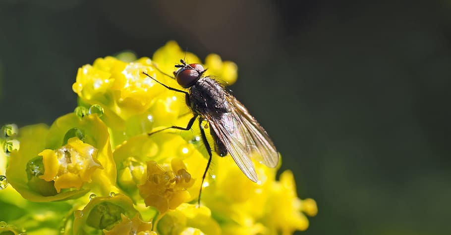 insect, nature, live, invertebrate, flower, flowering plant HD wallpaper