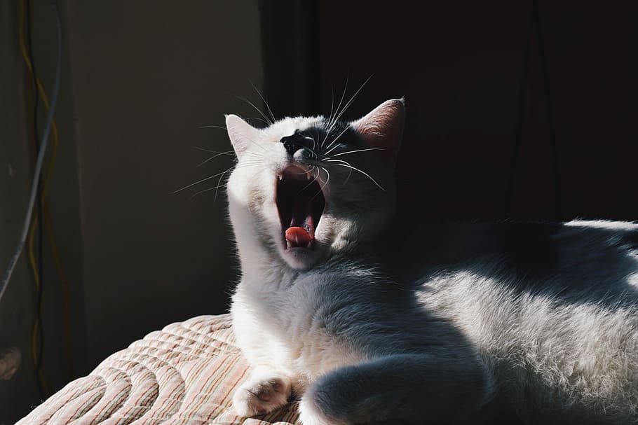 white and black yawning cat, domestic Cat, pets, animal, cute HD wallpaper