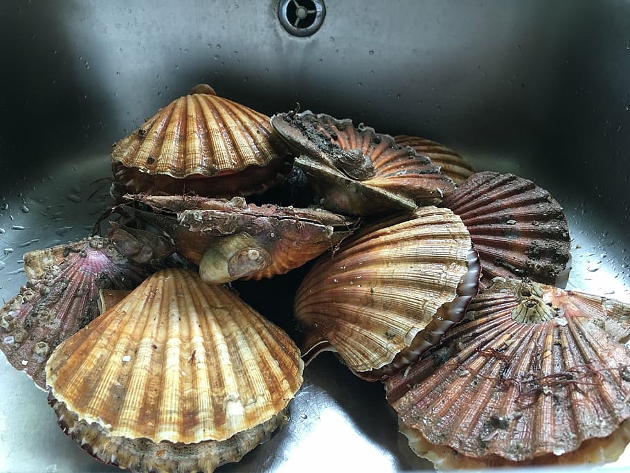 scallops, sink, stainless, food and drink, freshness, seafood HD wallpaper