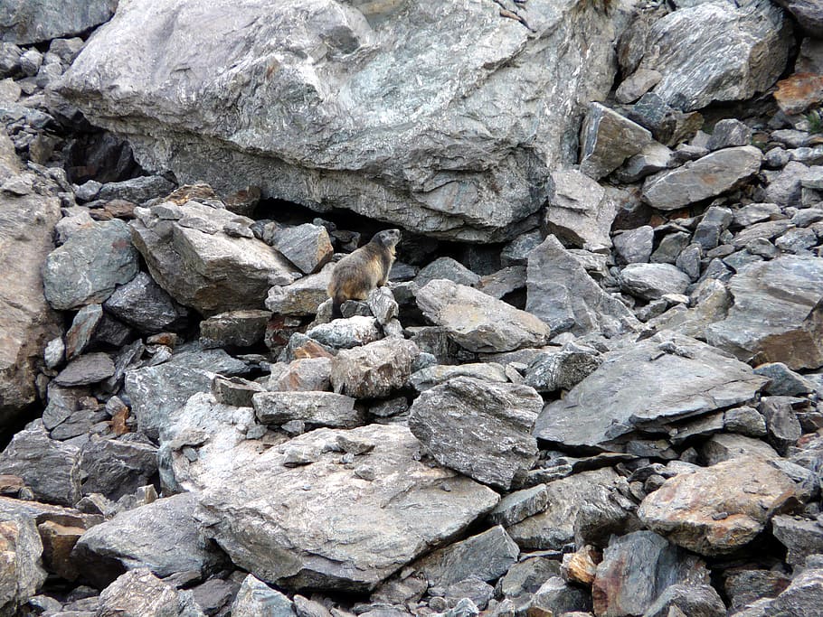 marmot, animals, rocks, solid, rock - object, no people, one animal HD wallpaper