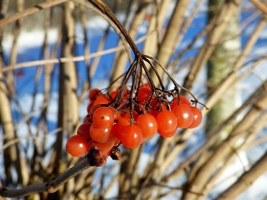 berries, bunch, orange, winter, snow, nature, food, focus on foreground HD wallpaper