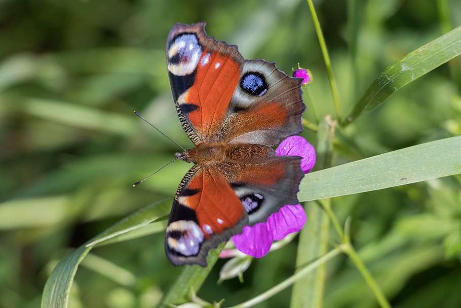butterfly, nature, animal themes, animal wildlife, one animal HD wallpaper