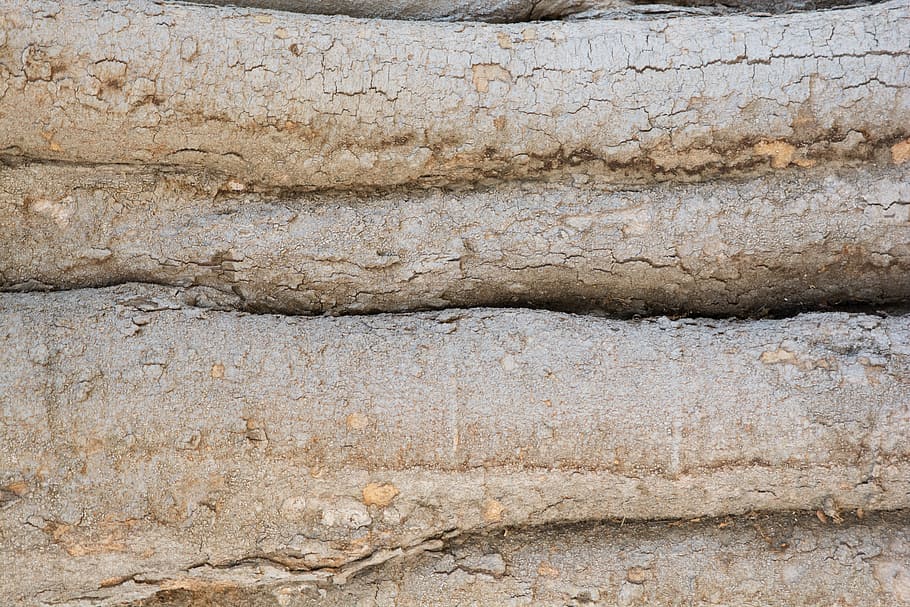 tree, bark, backdrop, nature, wood, texture, wooden, forest HD wallpaper