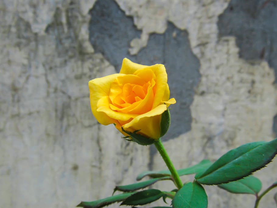 anniversary, background, beautiful, flower, flowering plant HD wallpaper