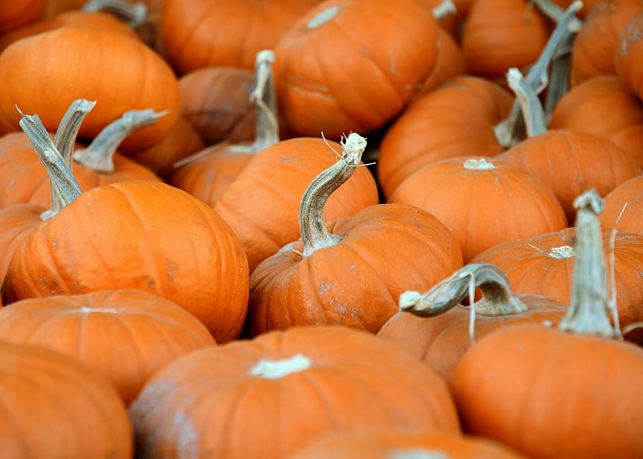 orange pumpkins, pile of pumpkins, squash, autumn, fall, halloween HD wallpaper