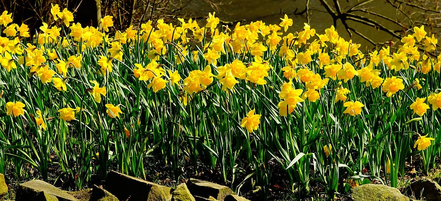 yellow petaled flowers, daffodils, osterglocken, yellow daffodils, HD wallpaper
