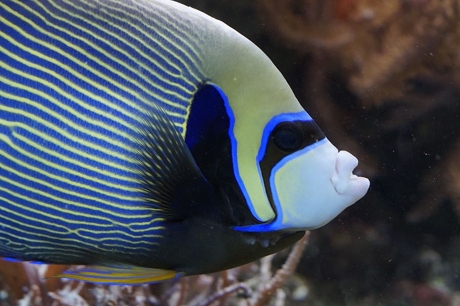blue, white, and green fish, emperor angelfish, aquarium, water creature, HD wallpaper