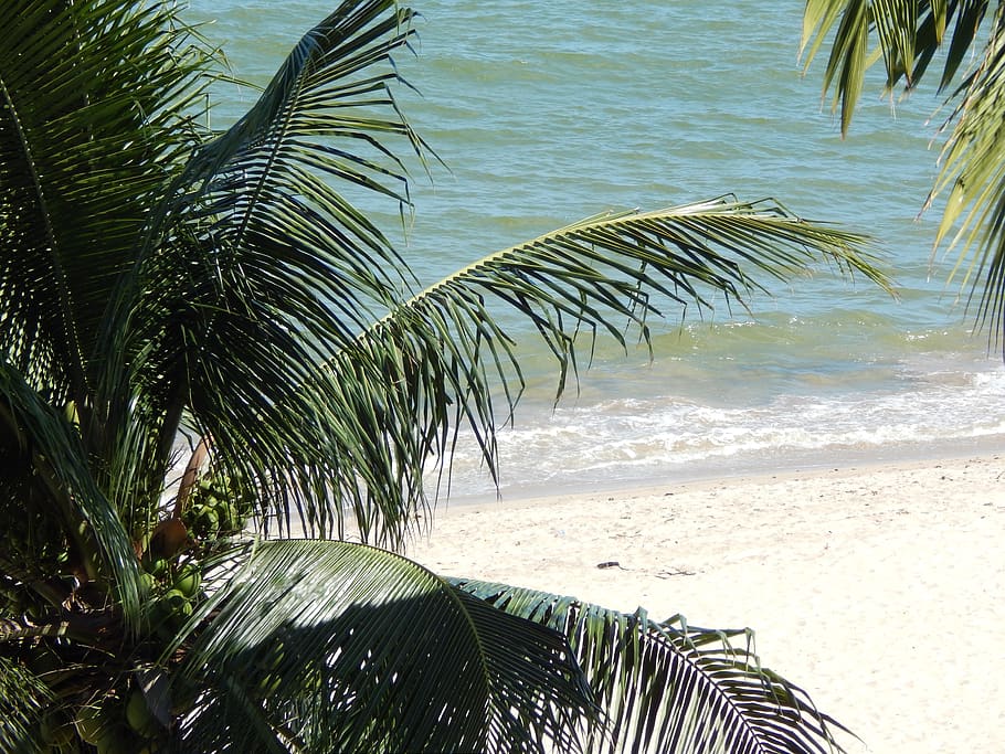 beach, sol, mar, palm tree, tropical climate, plant, palm leaf HD wallpaper