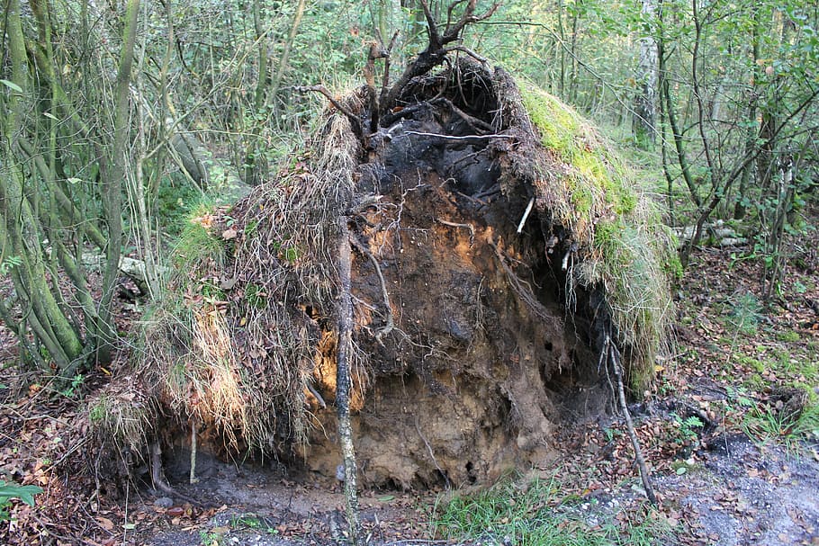 roots, tree, nature, forest, land, plant, day, no people, growth HD wallpaper