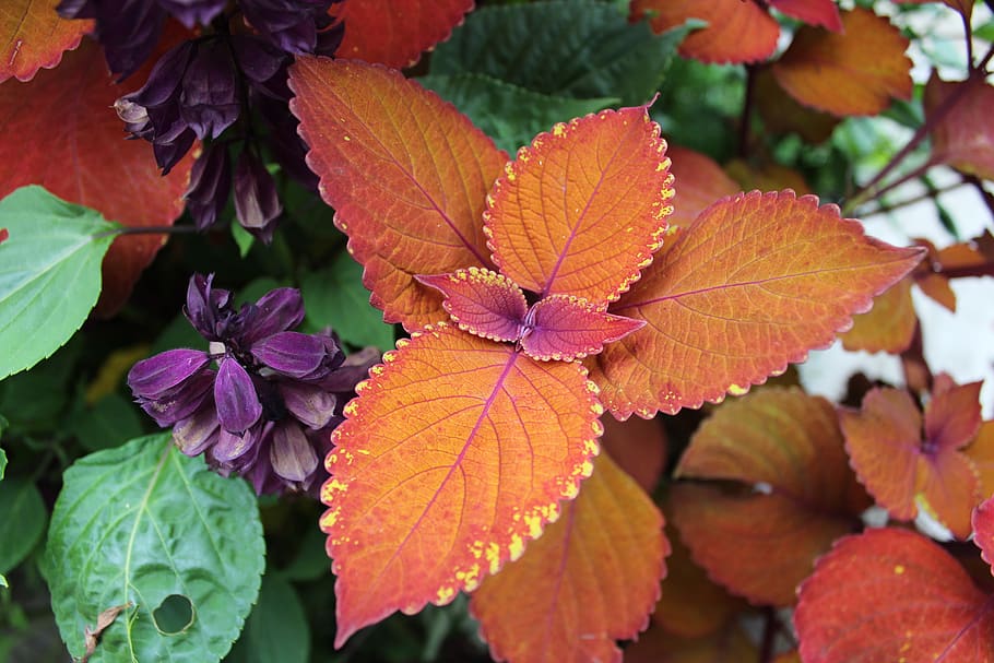 colors, leaves, orange, leaf, plant part, close-up, beauty in nature HD wallpaper