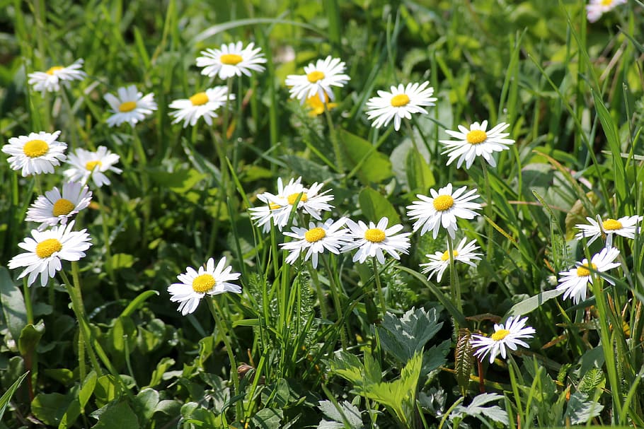 daisy, spring meadow, wildflowers, flowering plant, freshness HD wallpaper