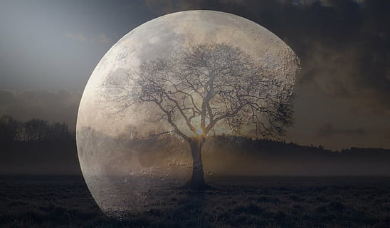 optical illusion photo of tree and moon, night, mood, sky, full moon HD wallpaper
