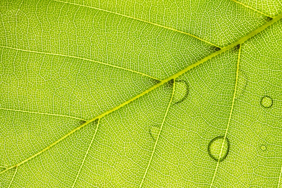 spring, leaf, macro, green, structure, beech, plant part, green color HD wallpaper