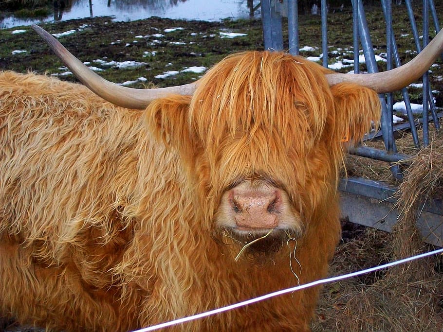 HD wallpaper: highland cow, portrait, animal, livestock, cattle, farm