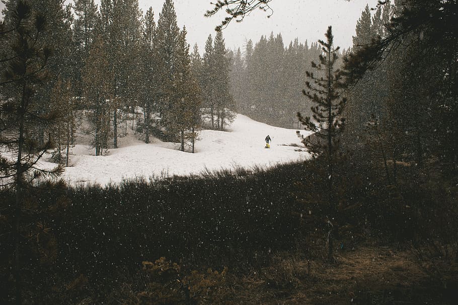 snow covered forest, landscape photography of grass and trees HD wallpaper
