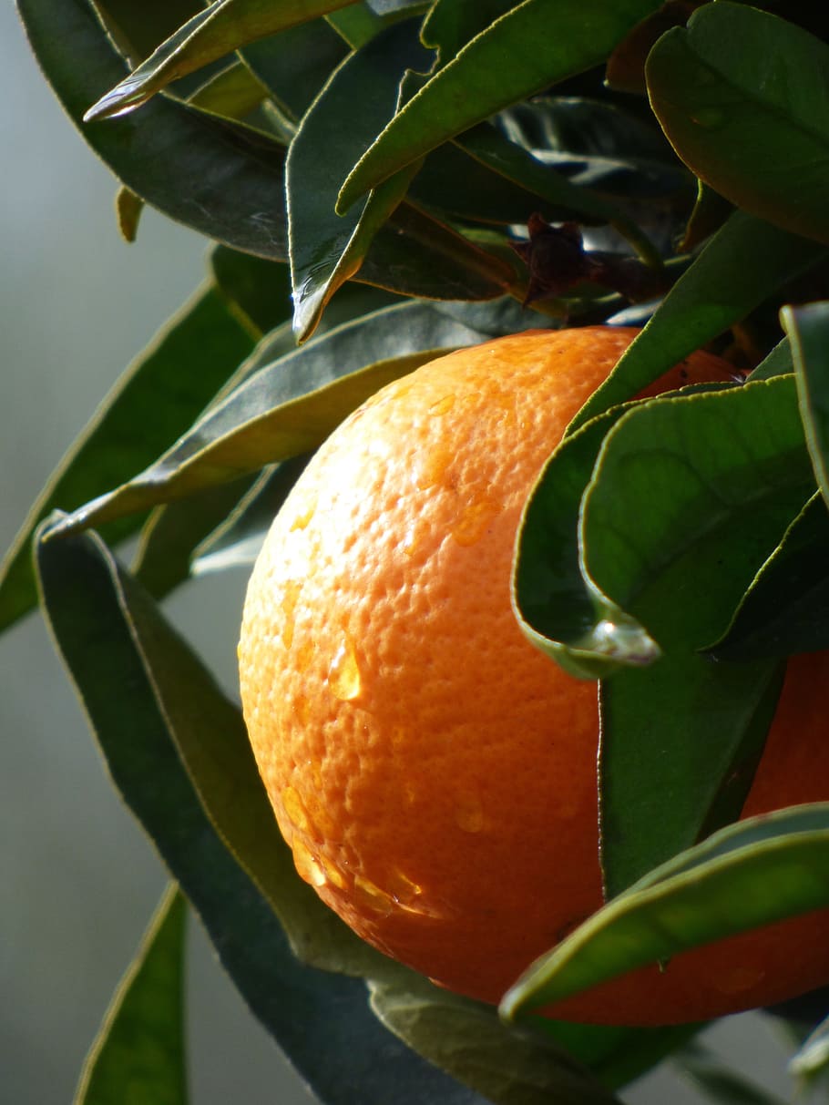 Orange, Naranjo, Citric, Fruit, Fresh, drops, mature, seasoning, HD wallpaper