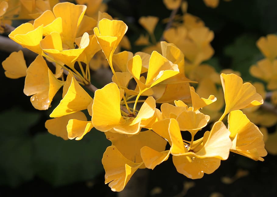 yellow leaves close-up photography, ginkgo biloba, autumn, macro, HD wallpaper