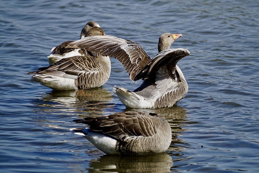 Grey Geese, Wild Geese, water bird, migratory bird, animal, HD wallpaper