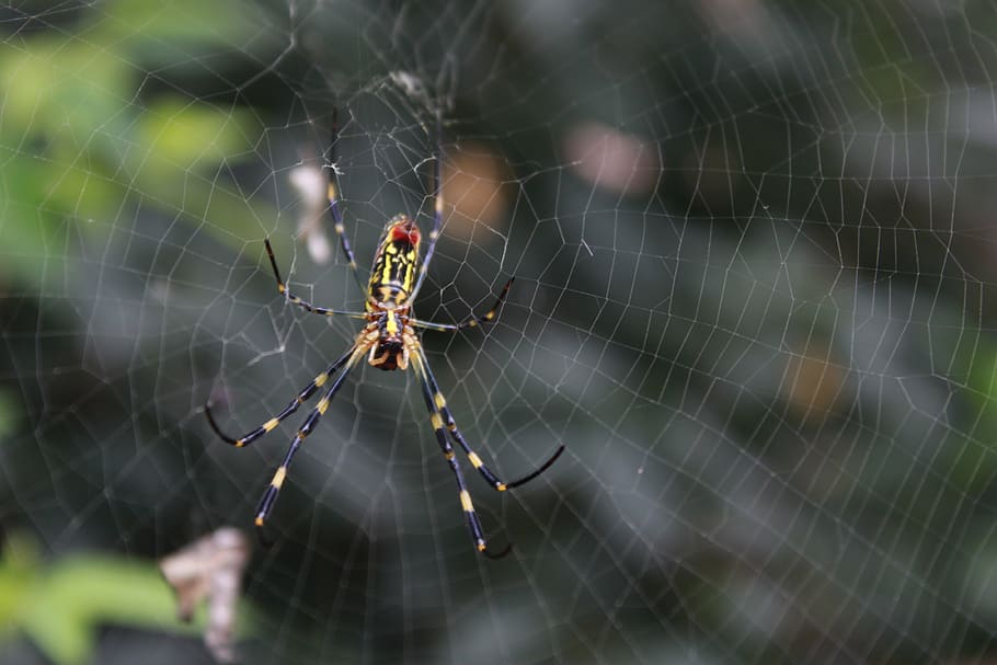 spider, spider web, nature, insects, macro, scary, animal themes HD wallpaper