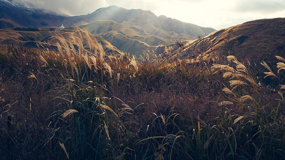 brown and green grass near hill, mountain covered with brown grass with sunlight landscape view HD wallpaper