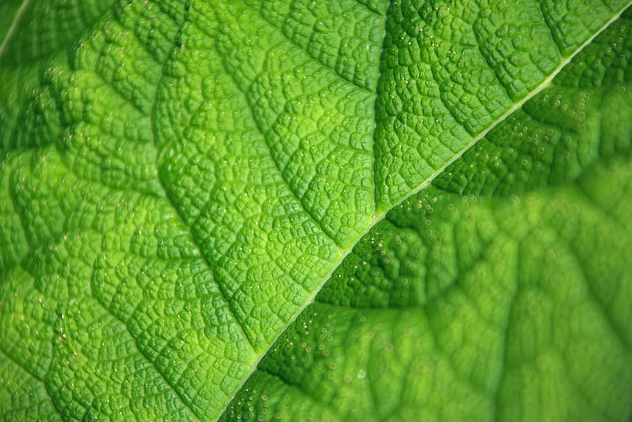 Background, Botany, Close-Up, bright, color, detail, flora HD wallpaper