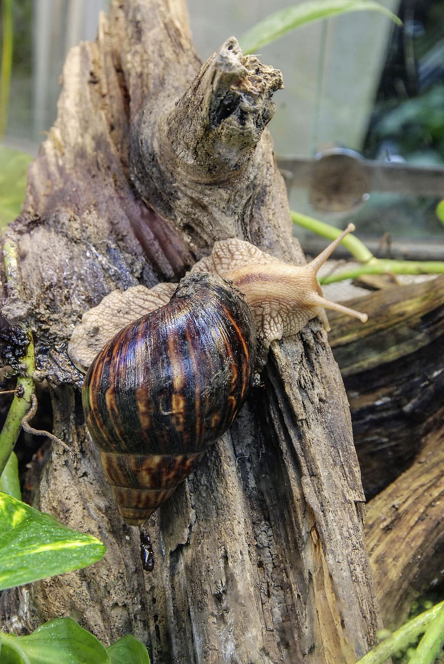 achatina fulica, large agate snail, mollusk, shell, land snail, HD wallpaper